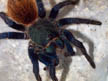 Trantula