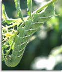 Tobacco Hornworm
