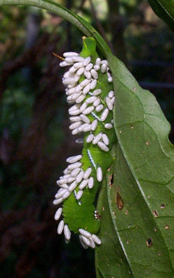 Tobacco Hornworm