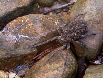 Wolf Spider