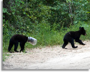 Jarhead The Bear Cub