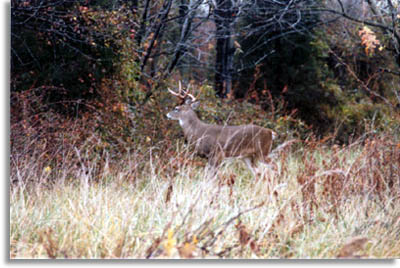 Indiana Deer