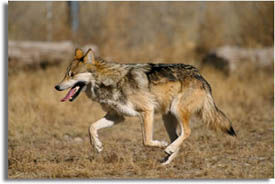 Mexican Wolf