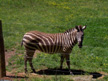 Plains Zebra