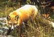 Red Fox