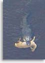 Alligator Eats Deer
