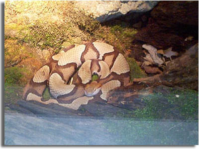 Southern Copperhead