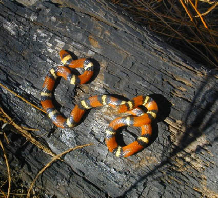Scarlet King Snake