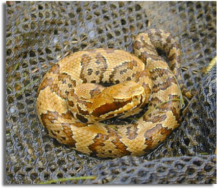 Water Moccasin
