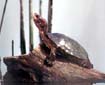 Western Pond Turtle
